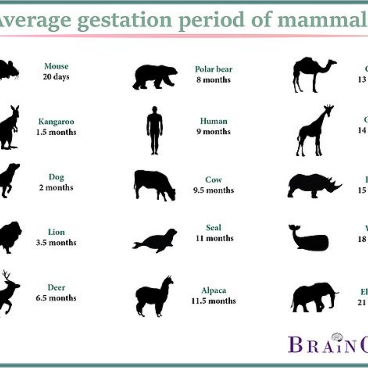 the gestation perod for all mammals is